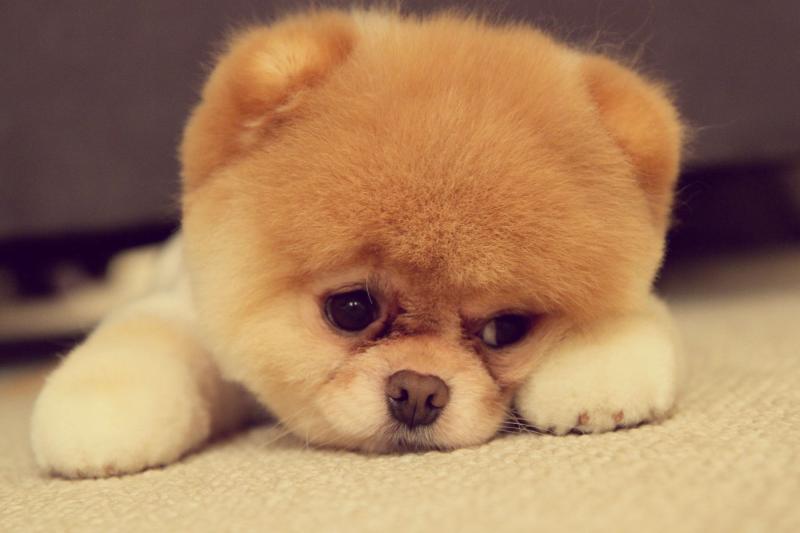 博美犬刚买来叫怎么办？你得要学会这样安抚