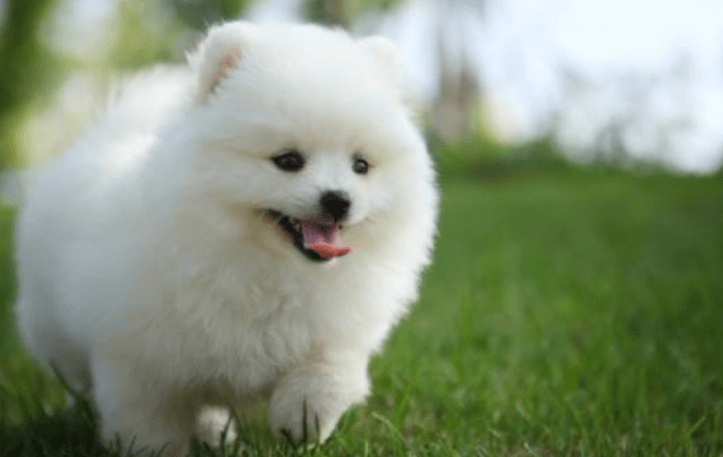 博美呼吸总感觉有痰，初步的一些处理办法