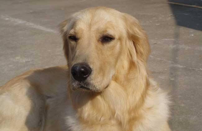 金毛幼犬如何训练?智商高也要好方法