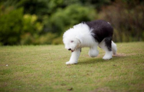 古牧犬的性格,这些特性让你苦笑不得