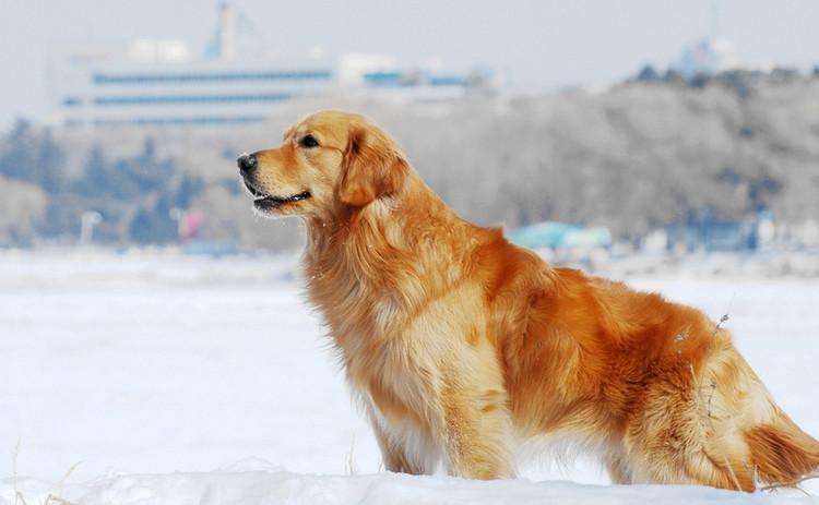 金毛犬皮肤病怎么治?先了解病因吧