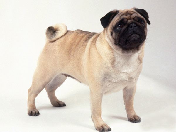 八哥犬多少钱一只,暴露身价的时候到了