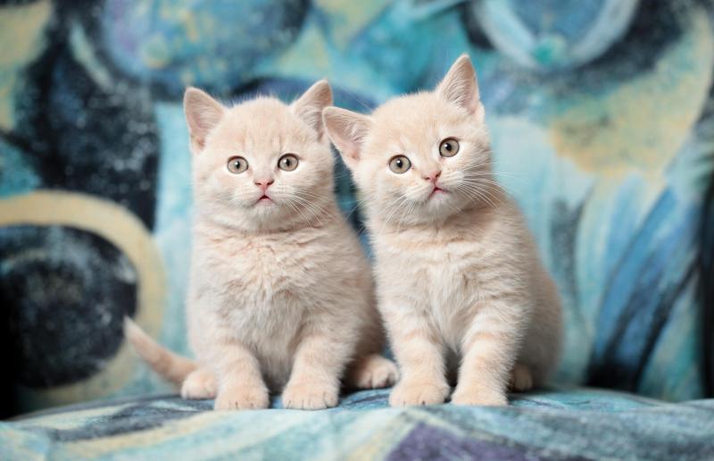 猫死前会向主人道别吗?只知开始不知结束