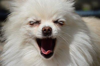 博美打喷嚏是什么原因,总结起来就这二个原因