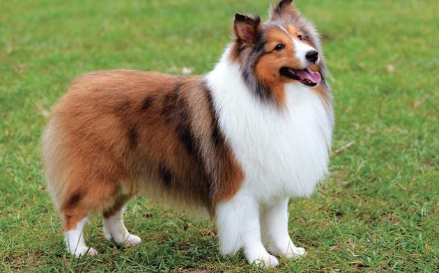 如何训练牧羊犬?  训练适当见成效