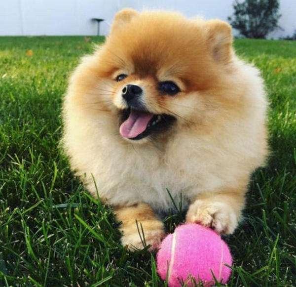 博美狗狗怎么训练？这些方法容易接受