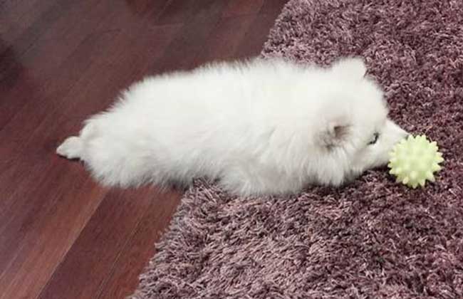 狗翻肠子怎么办？详解症状治疗办法