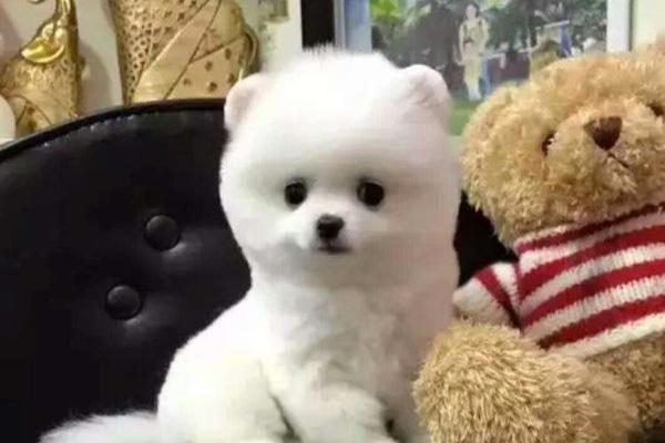 博美间歇性抽搐疼痛，可能是这些方面的问题