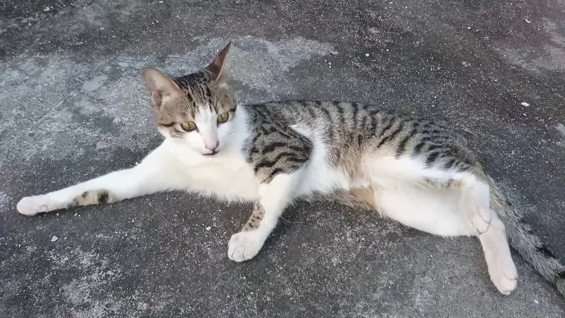 什么猫好养而且不贵,田园猫定不缺席