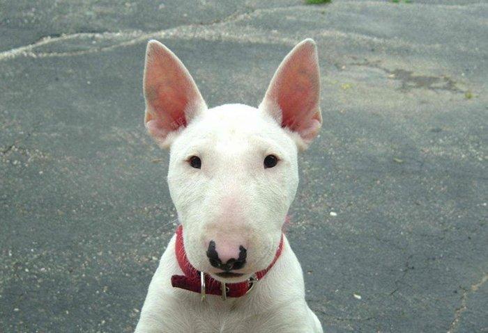 牛头梗好训练吗？来具体的解读下该犬