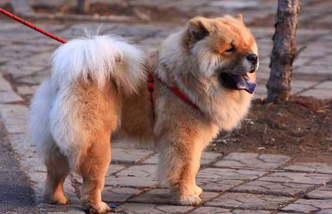 松狮犬咬人吗,要学会教导