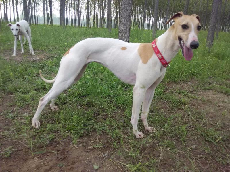 惠比特犬与格力犬区别,两者详细对比分析