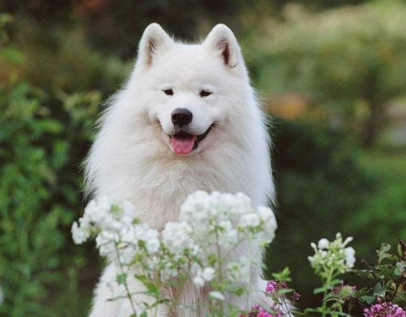 怎样训练萨摩耶犬?看看训练师怎么说
