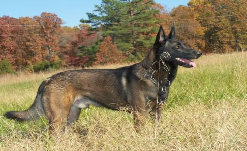 马犬会咬自己主人吗?一般情况是不会咬的