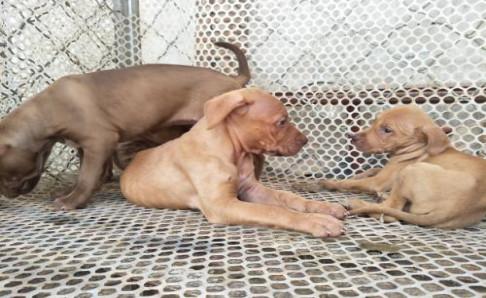 成年比特犬多重?浑身的力量感