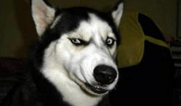 关于狗狗的感人电影?这些电影你看了吗