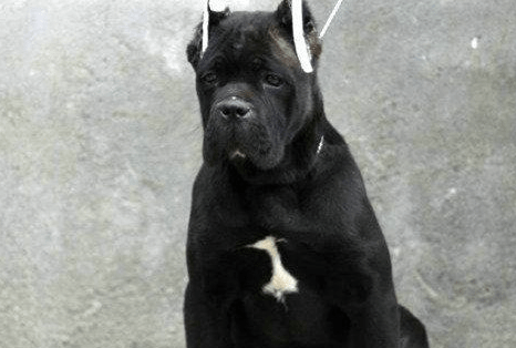 怎么训练卡斯罗犬?有奖有罚易搞定