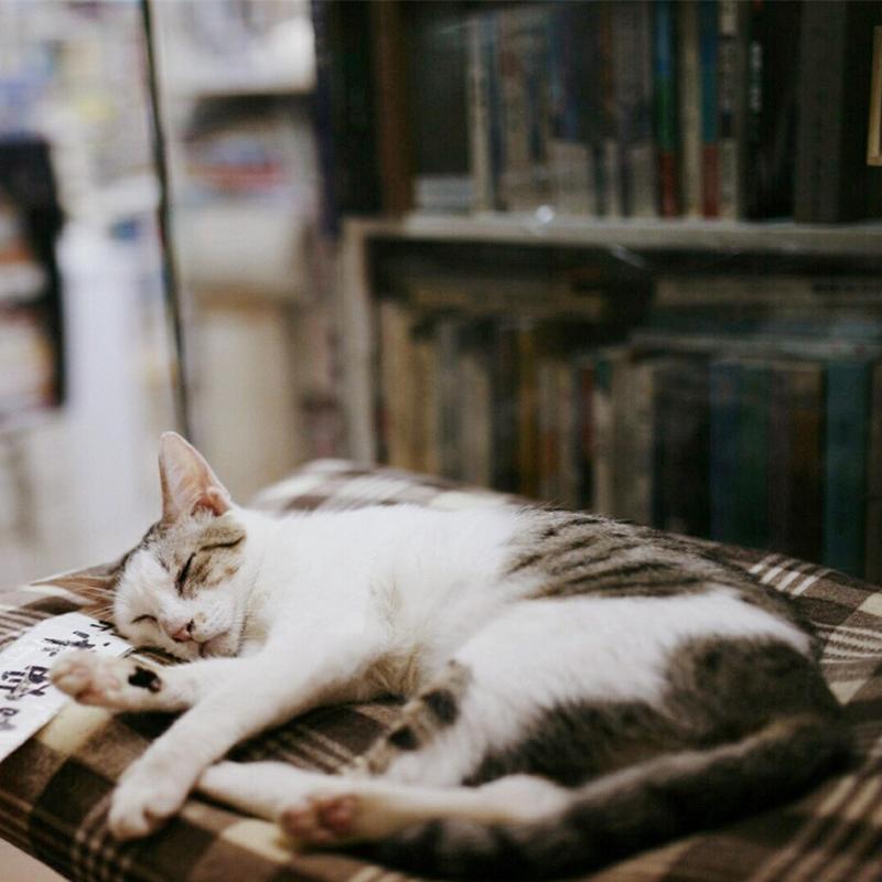 猫咪发情的表现,这几点最明显