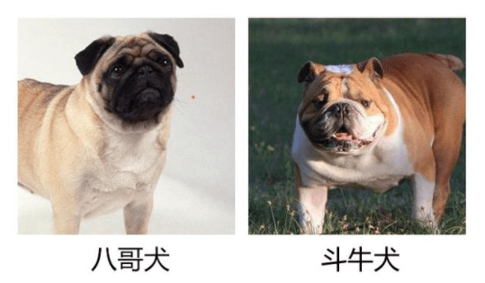 八哥犬和斗牛犬的区别,一起来对比一下