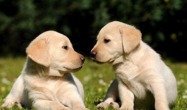 怎么选拉布拉多,这三点不能丢