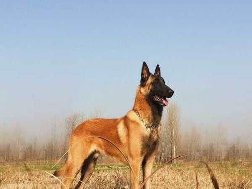 马犬几个月开始胆子大?不光靠自己也要靠训练