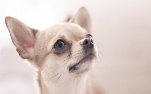 博美犬和吉娃娃那个好?不做比较又怎么知道