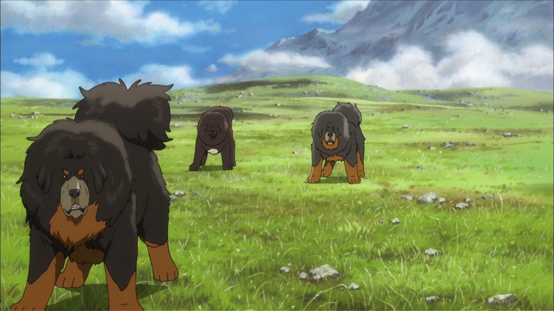 关于藏獒的电影大全,四部电影不容错过