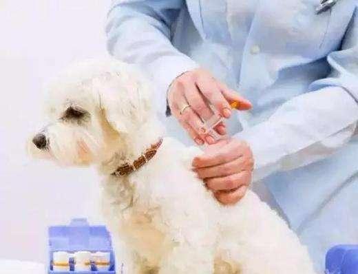 小狗要打哪些疫苗?这些一个都不能少