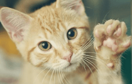 猫咪不吃东西怎么办？猫咪恢复食欲的方法