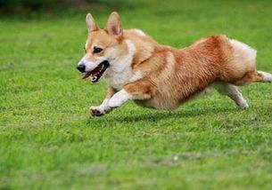 如何训练柯基犬？要有一套行之有效的举措