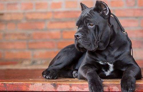 卡斯罗与菲勒体型谁大,小卡和小菲的世纪之争