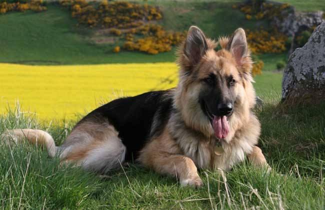 牧羊犬怎样训练?容不得半点松懈