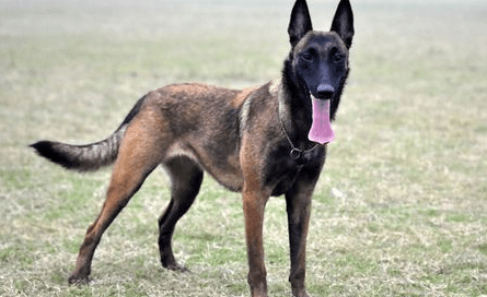 马犬和狼青哪个护主,解密狗狗爱不爱你