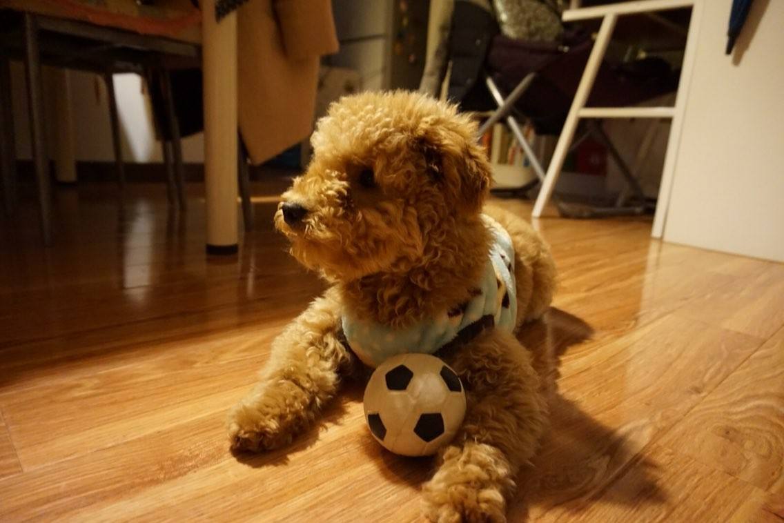 泰迪宠物狗价格？小主泰迪正在赶来