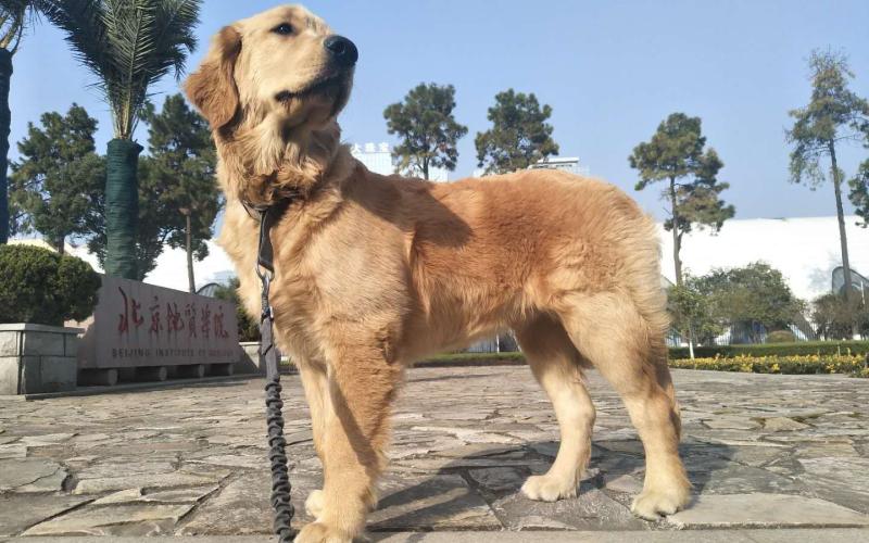 金毛犬吃什么好?补充这几点就够了