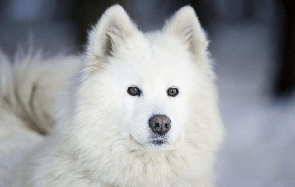 爱斯基摩犬掉不掉毛 大神给你支招