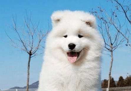 萨摩耶不能吃什么?狗狗饮食重点注意