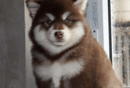 阿拉斯加喂什么长得快?不如试试这个