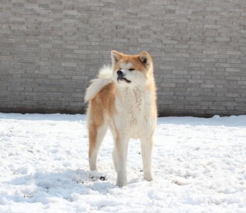 秋田犬为什么禁养？别看它相貌和蔼，脾气却坏得很