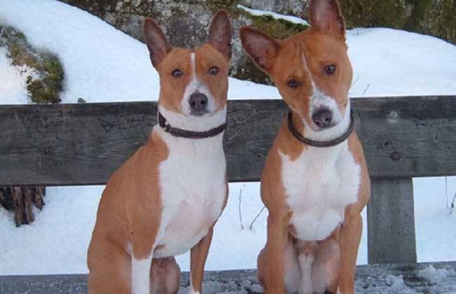 巴仙吉犬不会吠  实力演绎沉默是金