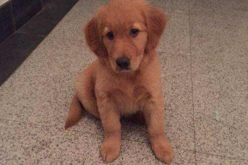 金毛寻回犬掉毛程度，这些说法并不夸张