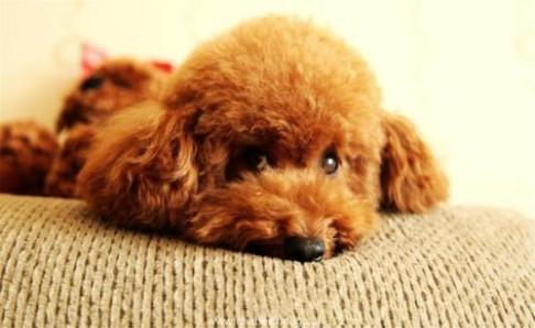 泰迪一天喂几次？根据它的情况这样来计划