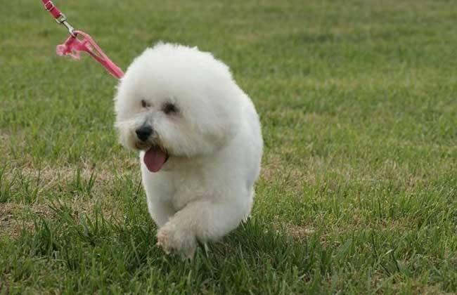 比熊狗怎么训练,先做好这几点准备