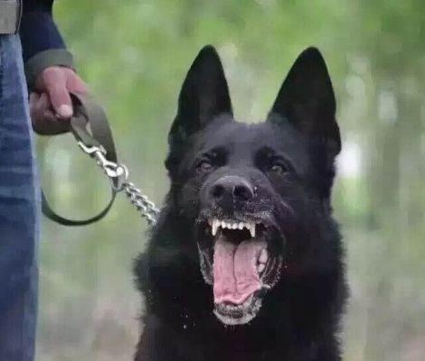 东德牧羊犬怎么喂养?需要注意的是这些