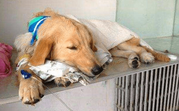 狗腹水能自愈吗？这个病还真自愈不了