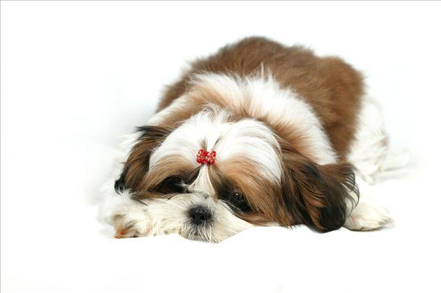 西施犬的缺点，不指出来你可能不太了解