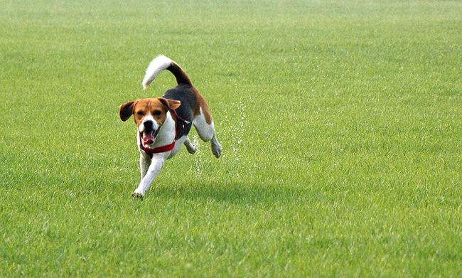 猎兔犬怎么训练? 抓兔小能手的秘诀在这