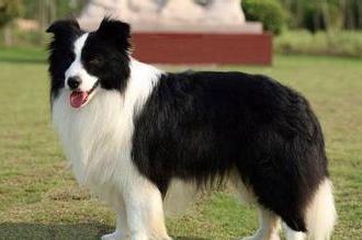 边牧一天吃多少狗粮,根据年龄这样来算