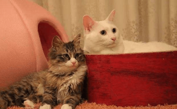 猫瘟是怎么引起的?知根知底才能更好的预防