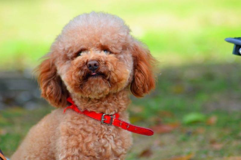 泰迪公的好还是母的好？主要还是看自己的喜欢